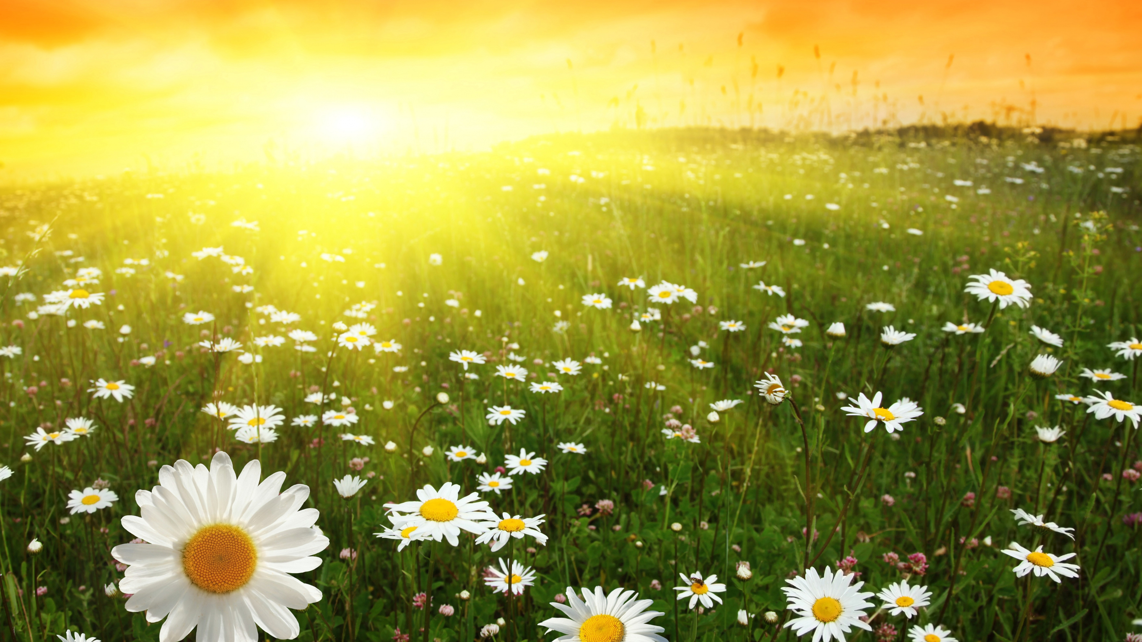 White Daisies on Green Grass Field During Daytime. Wallpaper in 3840x2160 Resolution