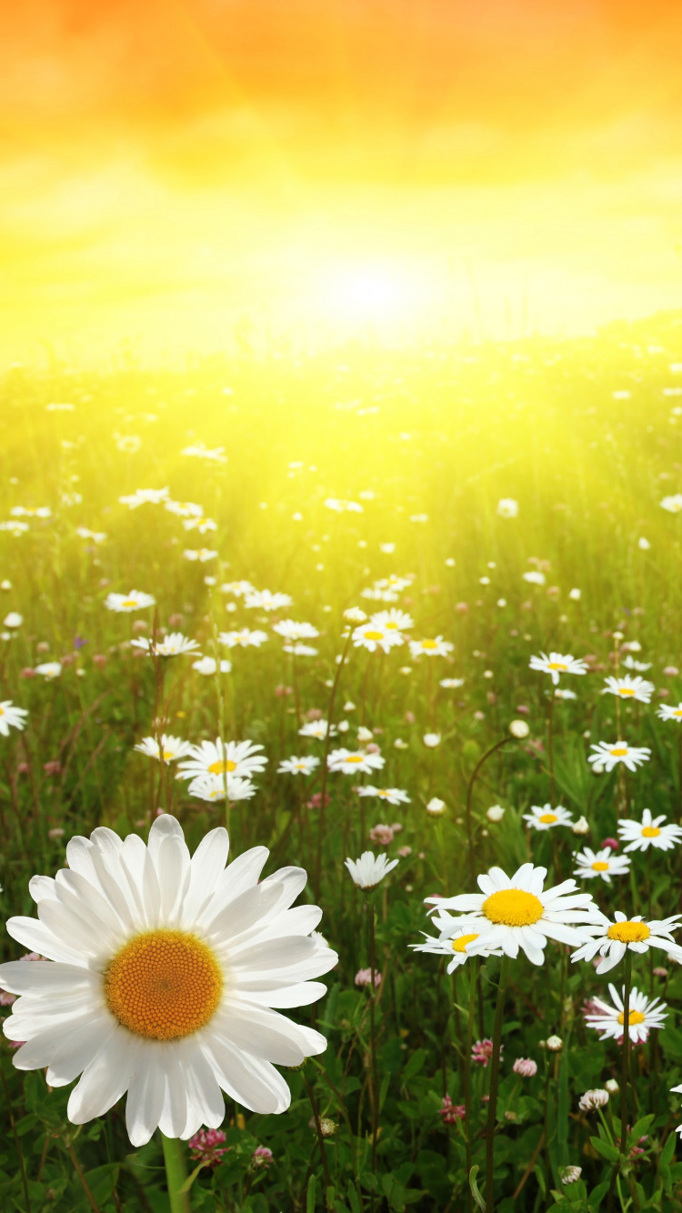 White Daisies on Green Grass Field During Daytime. Wallpaper in 750x1334 Resolution
