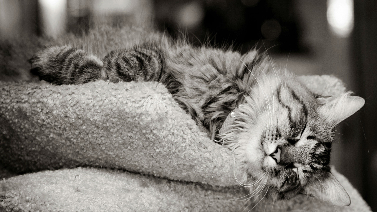 Grayscale Photo of Tabby Cat on Gray Textile. Wallpaper in 1280x720 Resolution