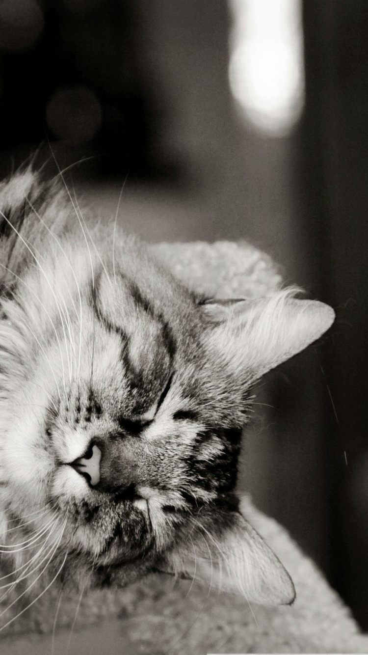 Photo en Niveaux de Gris de Chat Tigré Sur Textile Gris. Wallpaper in 750x1334 Resolution