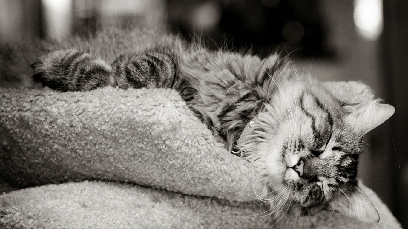 Foto en Escala de Grises de Gato Atigrado en Textil Gris. Wallpaper in 1366x768 Resolution