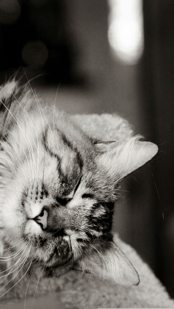 Foto en Escala de Grises de Gato Atigrado en Textil Gris. Wallpaper in 720x1280 Resolution