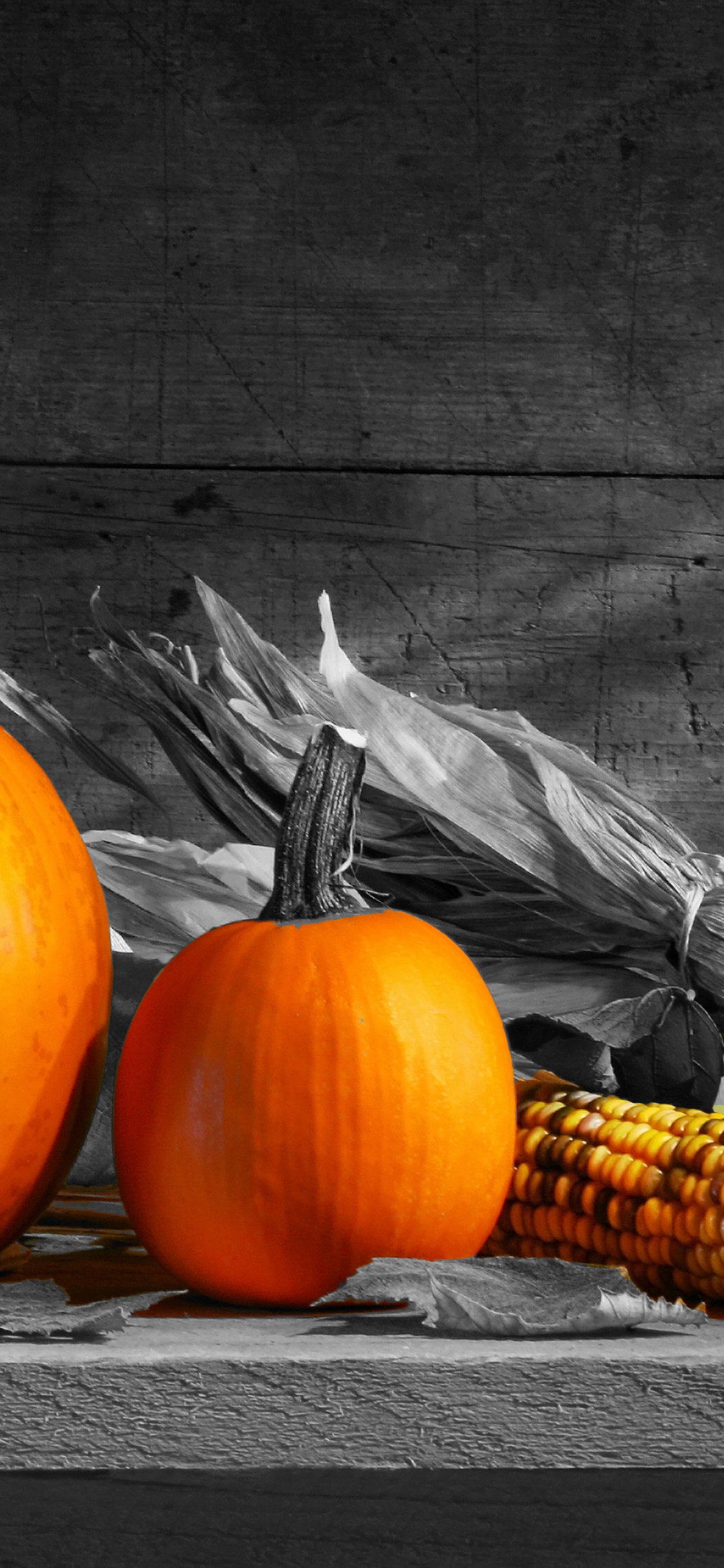 Stilleben, Kürbis, Illustration, Winter Squash, Cucurbita. Wallpaper in 1125x2436 Resolution