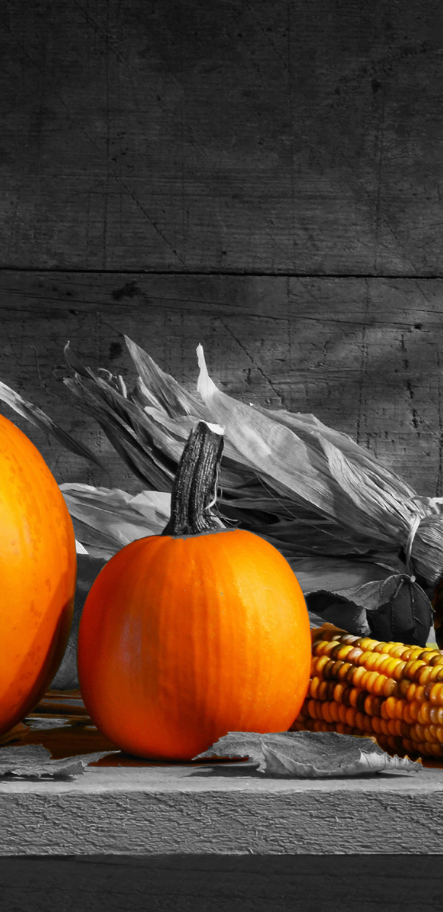 Stilleben, Kürbis, Illustration, Winter Squash, Cucurbita. Wallpaper in 1440x2960 Resolution