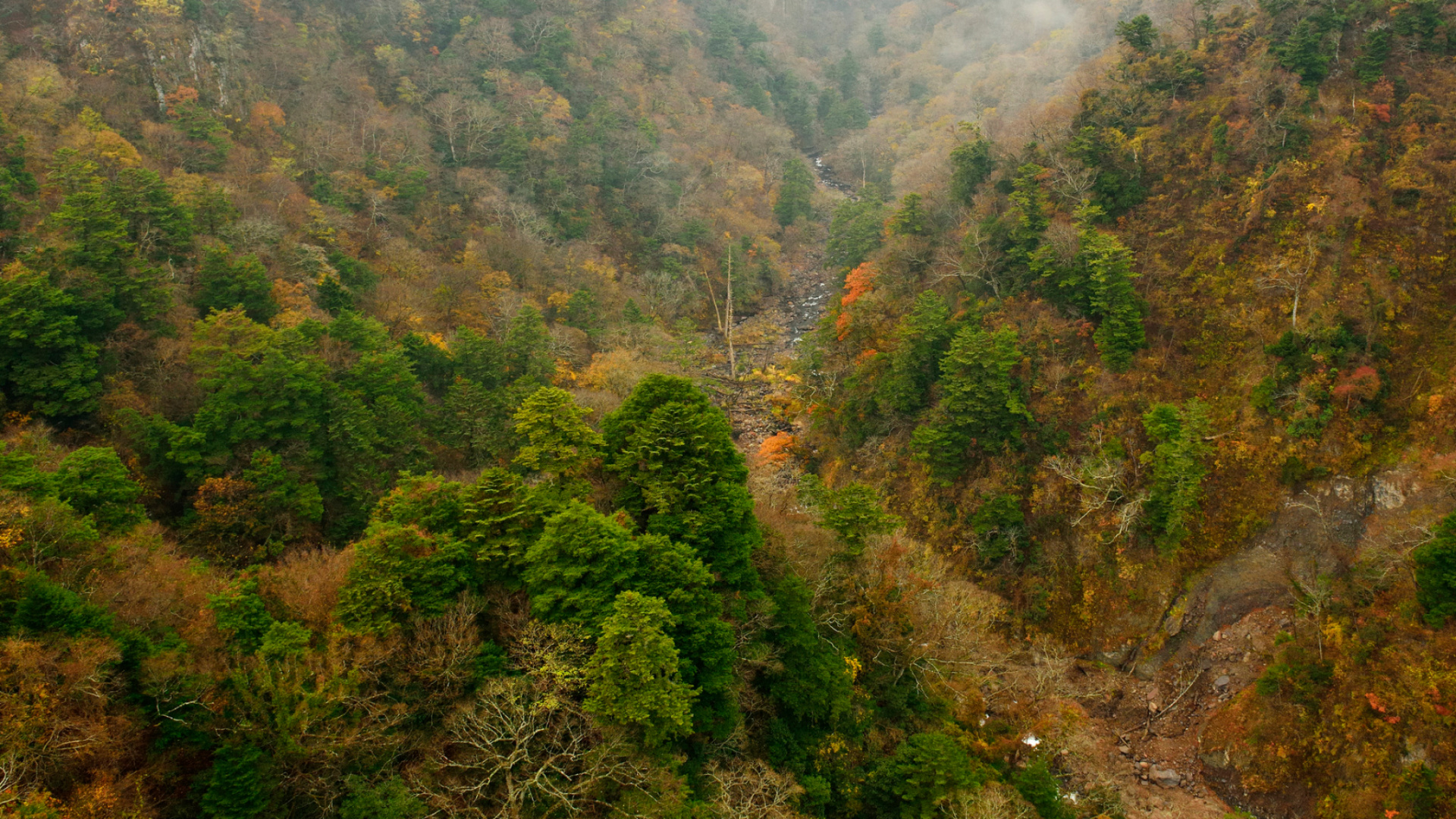 Green and Brown Trees on Mountain During Daytime. Wallpaper in 1920x1080 Resolution