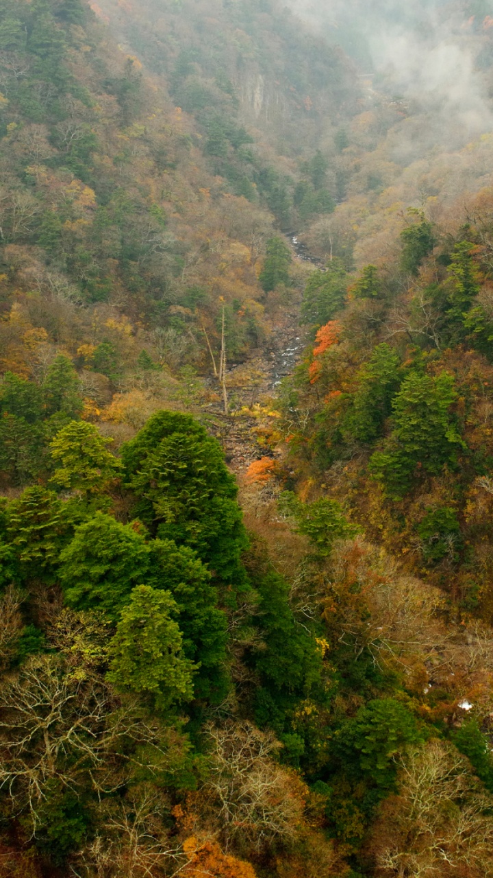 植被, 性质, 自然保护区, 荒野, 森林 壁纸 720x1280 允许