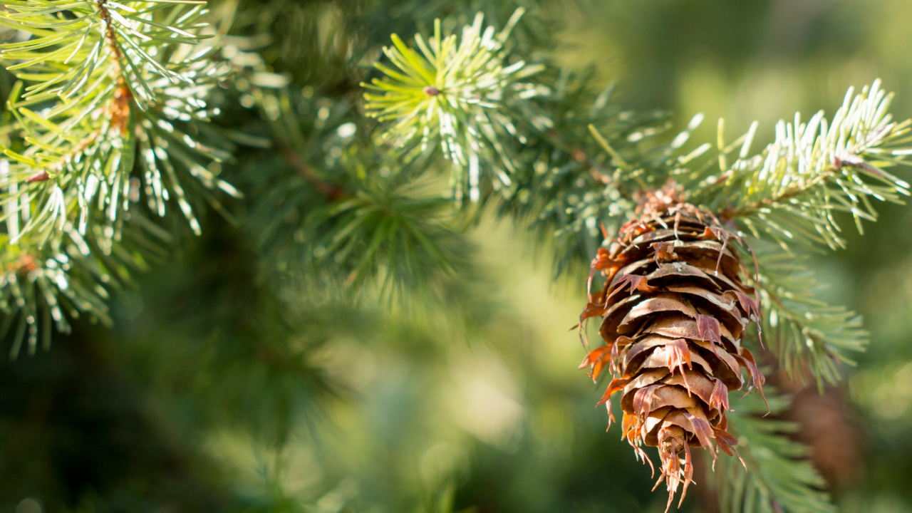 Brown and Green Plant in Close up Photography. Wallpaper in 1280x720 Resolution