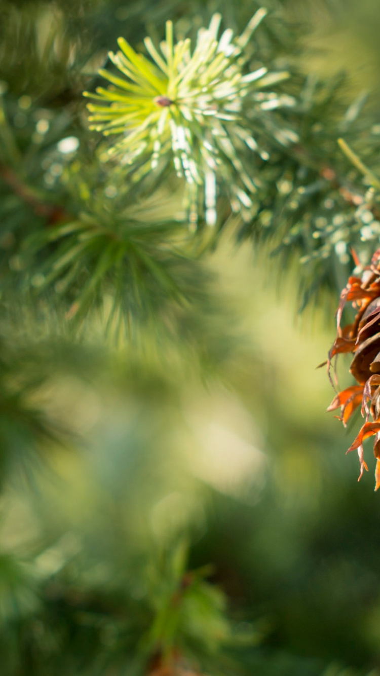 Brown and Green Plant in Close up Photography. Wallpaper in 750x1334 Resolution