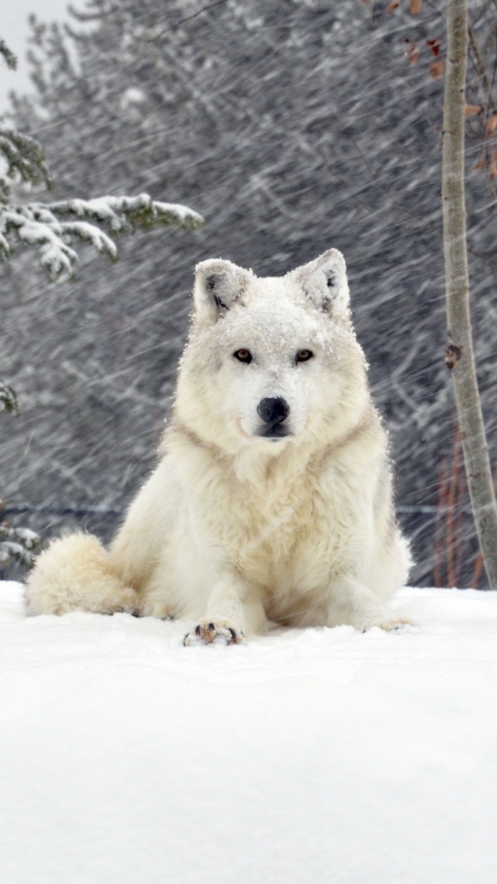 Weißer Wolf Auf Schneebedecktem Boden Tagsüber. Wallpaper in 720x1280 Resolution
