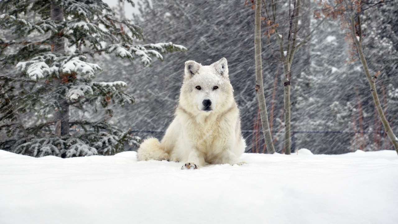 White Wolf on Snow Covered Ground During Daytime. Wallpaper in 1280x720 Resolution
