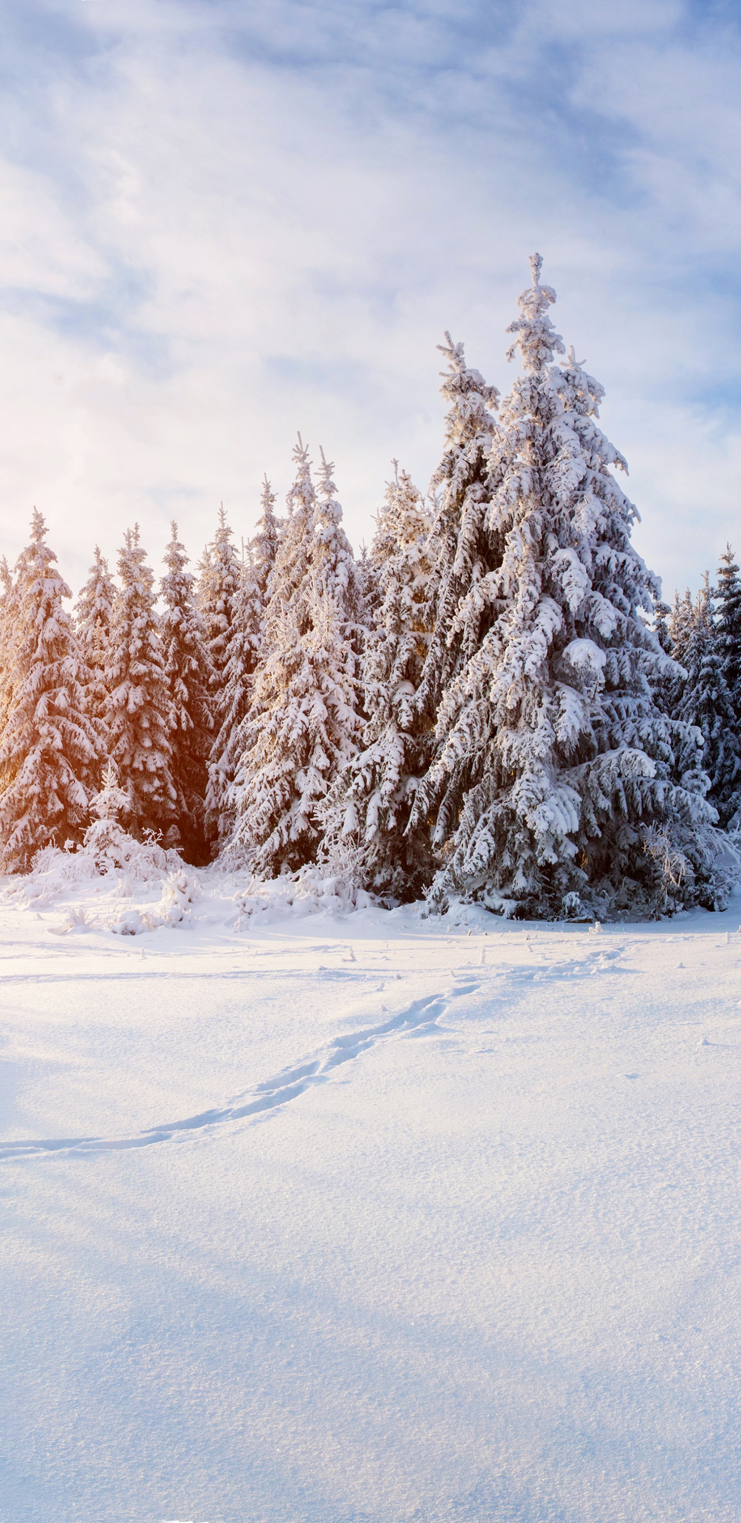 Arbres Couverts de Neige Sous Des Nuages Blancs Pendant la Journée. Wallpaper in 1440x2960 Resolution