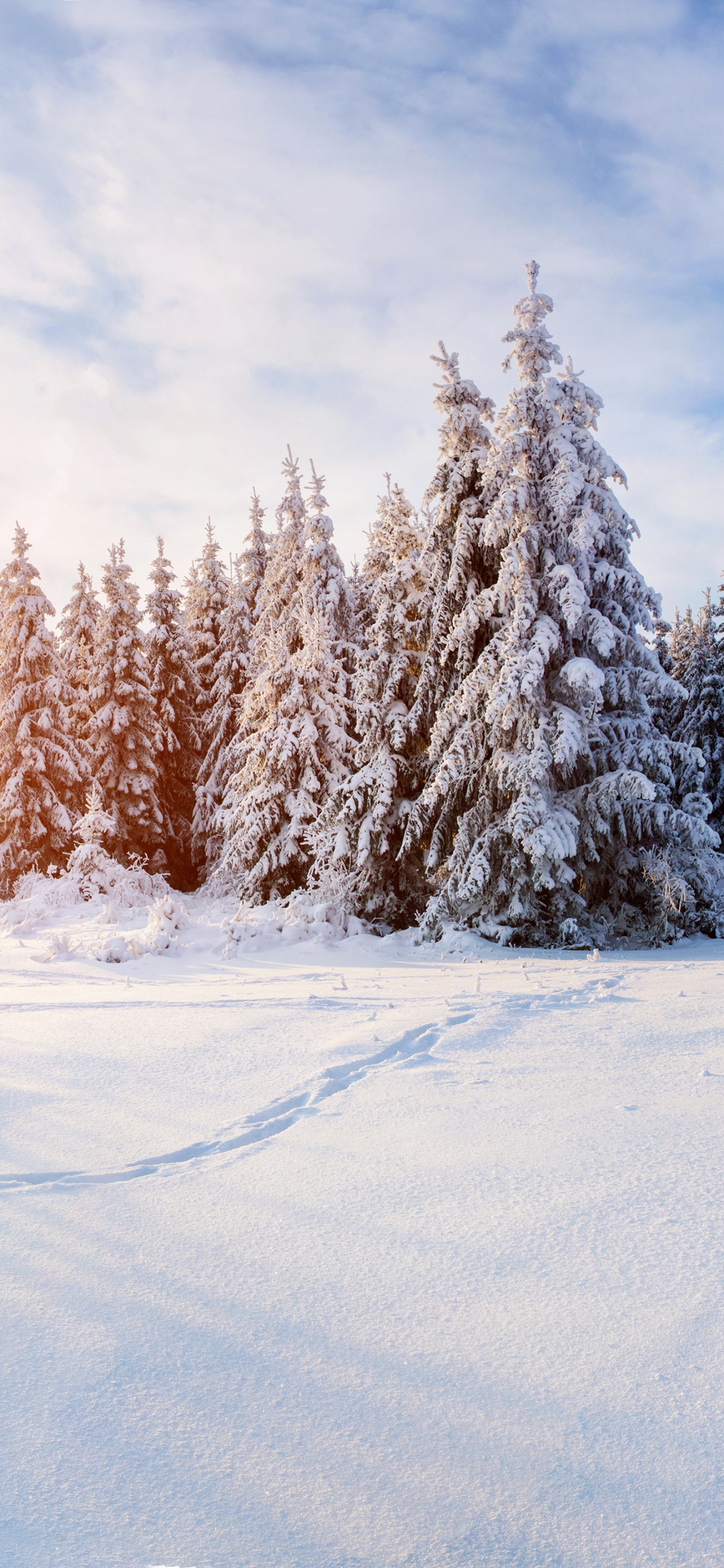 Snow Covered Trees Under White Clouds During Daytime. Wallpaper in 1242x2688 Resolution