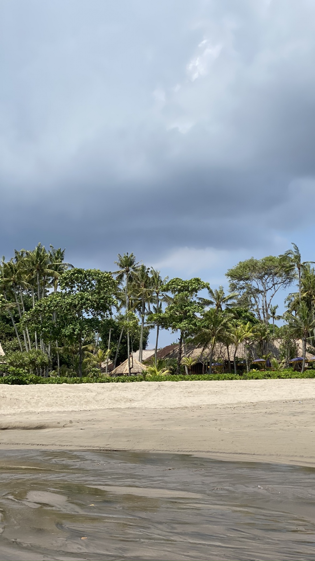 大海, 棕榈树, 生物学, 沙, 木本植物 壁纸 1080x1920 允许