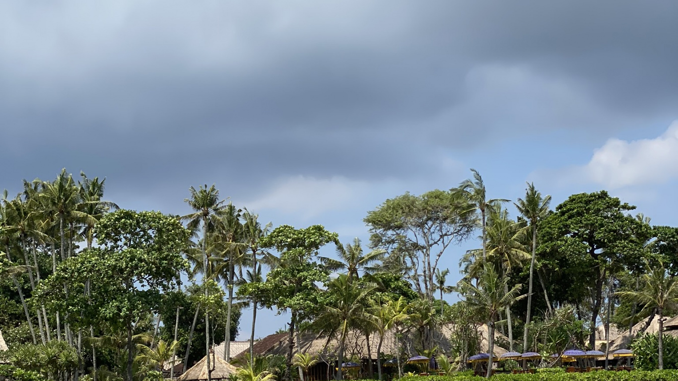 Water, Beach, Sea, Palm Trees, Biology. Wallpaper in 1366x768 Resolution