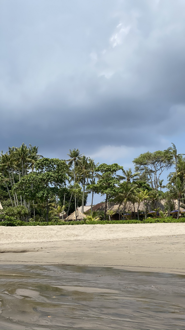Water, Beach, Sea, Palm Trees, Biology. Wallpaper in 750x1334 Resolution
