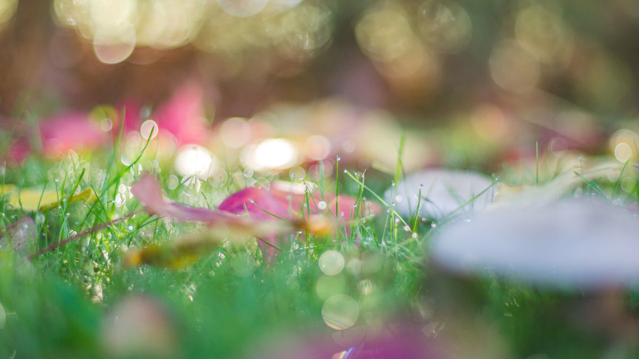 Water Droplets on Green Grass. Wallpaper in 1280x720 Resolution