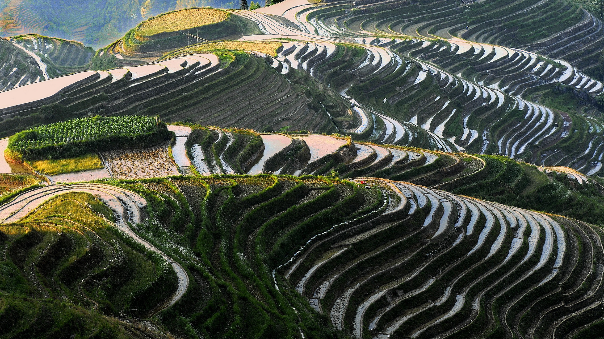 龙胜米的露台, 露台, 马丘比丘, 鸟瞰图, 草 壁纸 2560x1440 允许