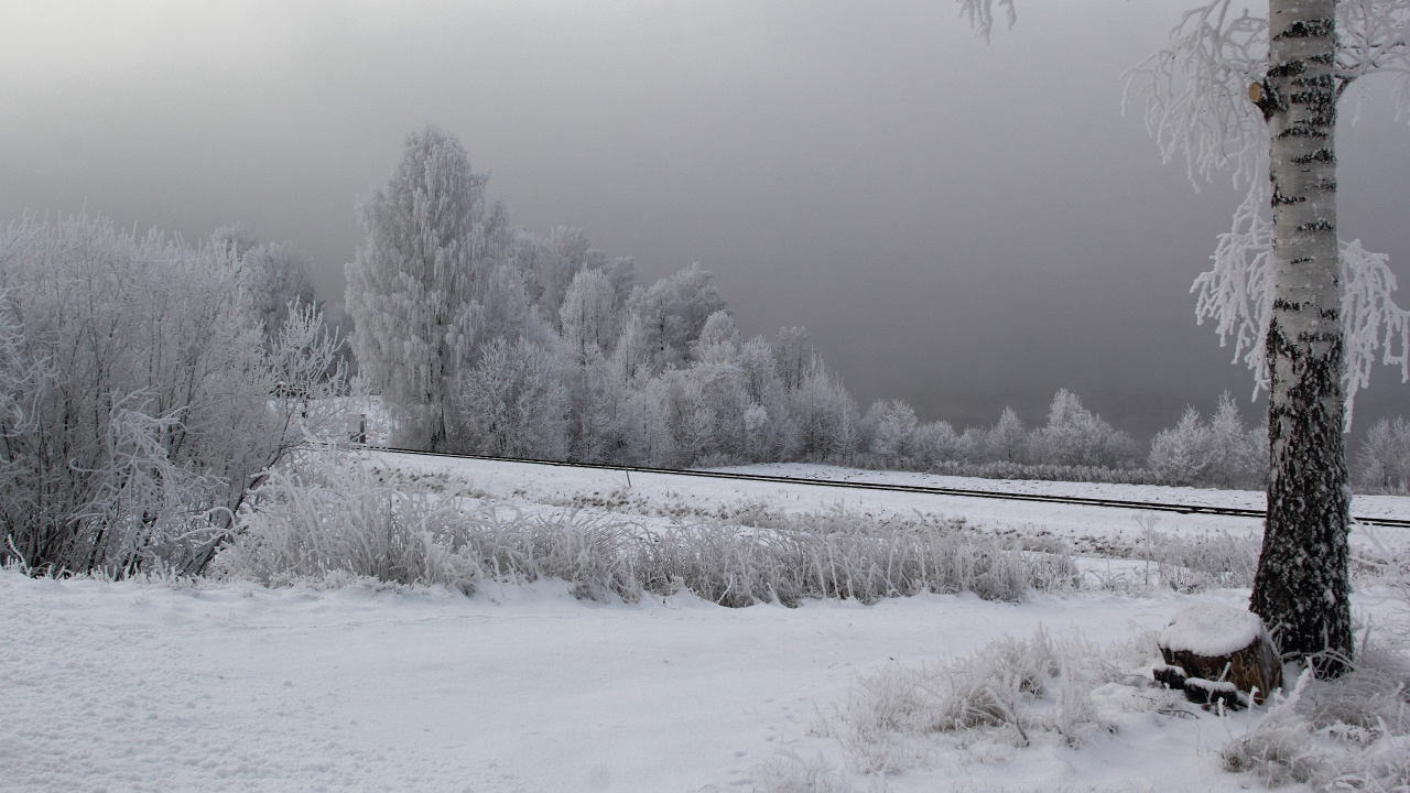 Schneebedecktes Feld Und Bäume Tagsüber. Wallpaper in 1280x720 Resolution