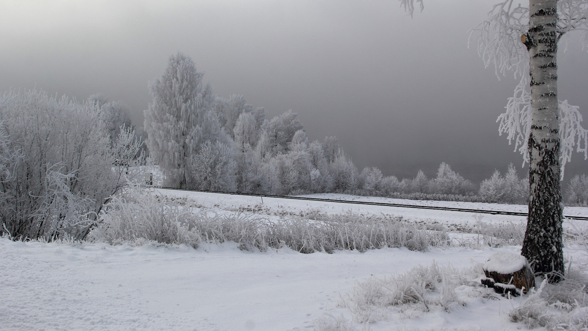 Schneebedecktes Feld Und Bäume Tagsüber. Wallpaper in 1920x1080 Resolution