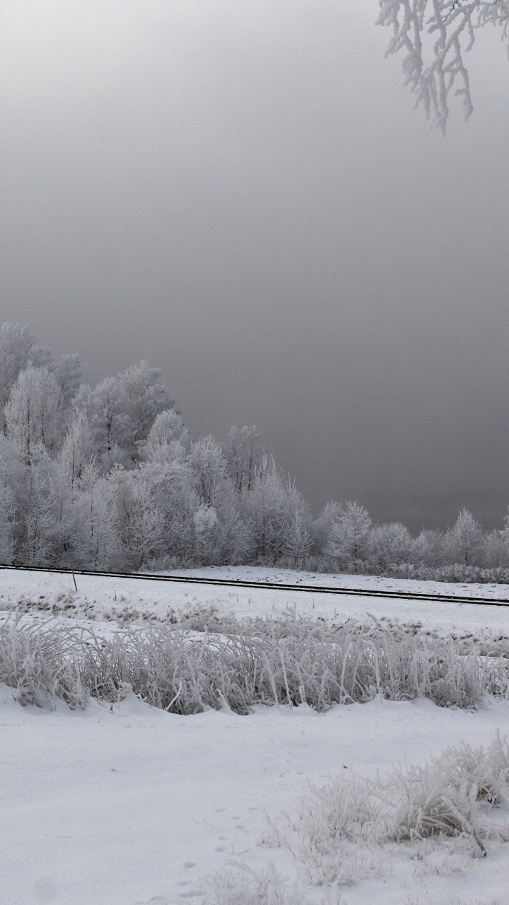 Schneebedecktes Feld Und Bäume Tagsüber. Wallpaper in 720x1280 Resolution