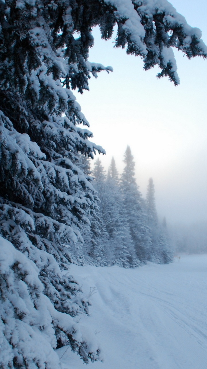 Snow Covered Trees During Daytime. Wallpaper in 720x1280 Resolution