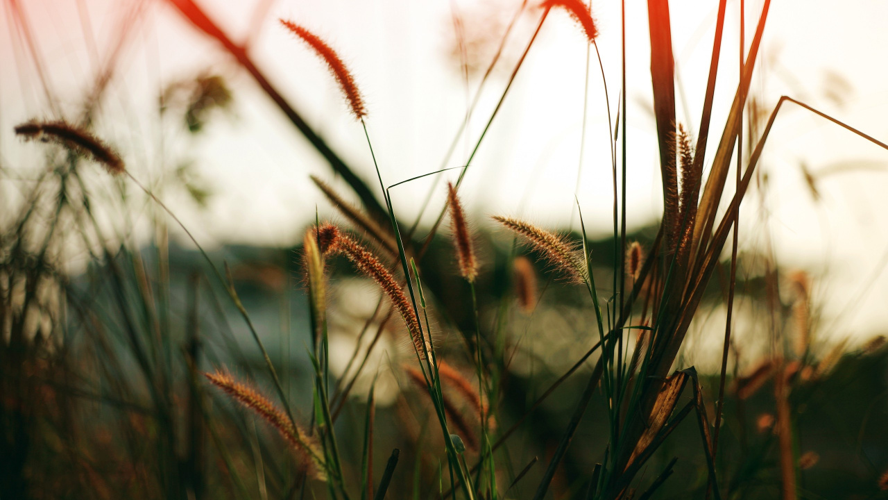 Orange and Green Grass in Tilt Shift Lens. Wallpaper in 1280x720 Resolution