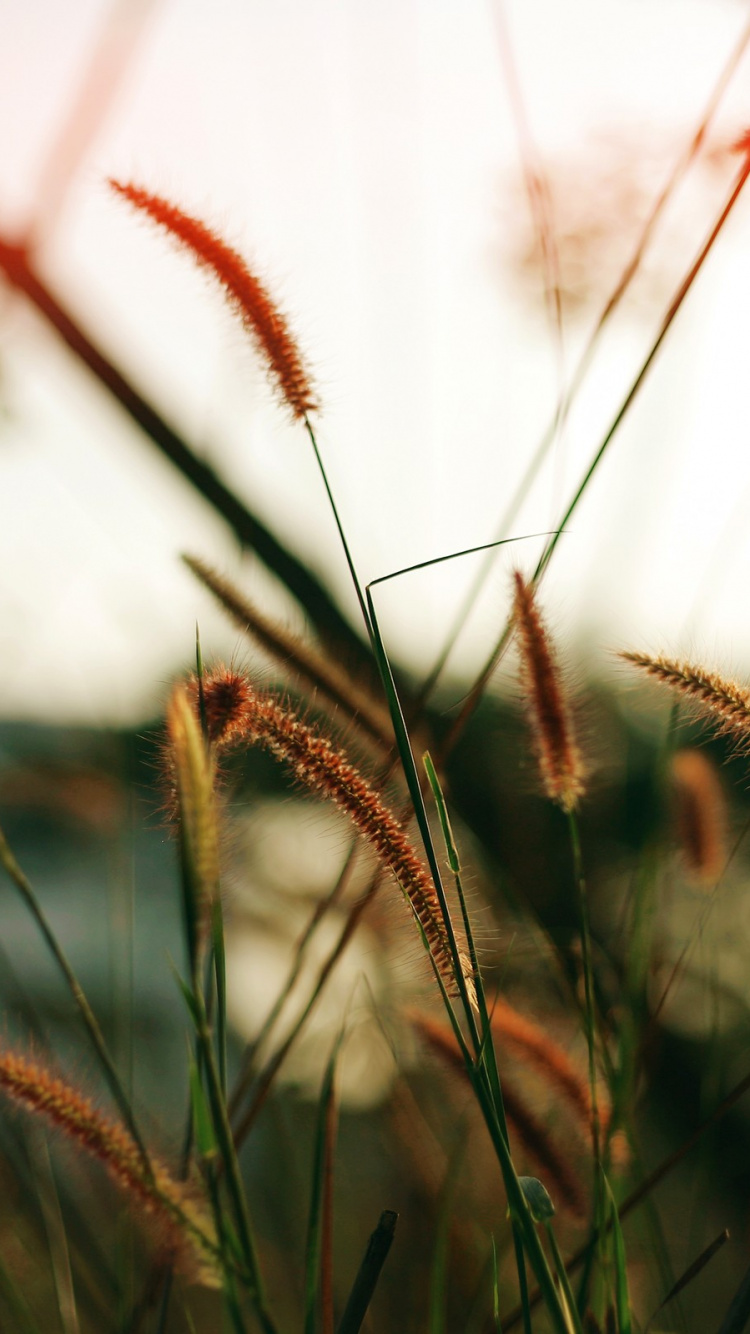 Orange and Green Grass in Tilt Shift Lens. Wallpaper in 750x1334 Resolution