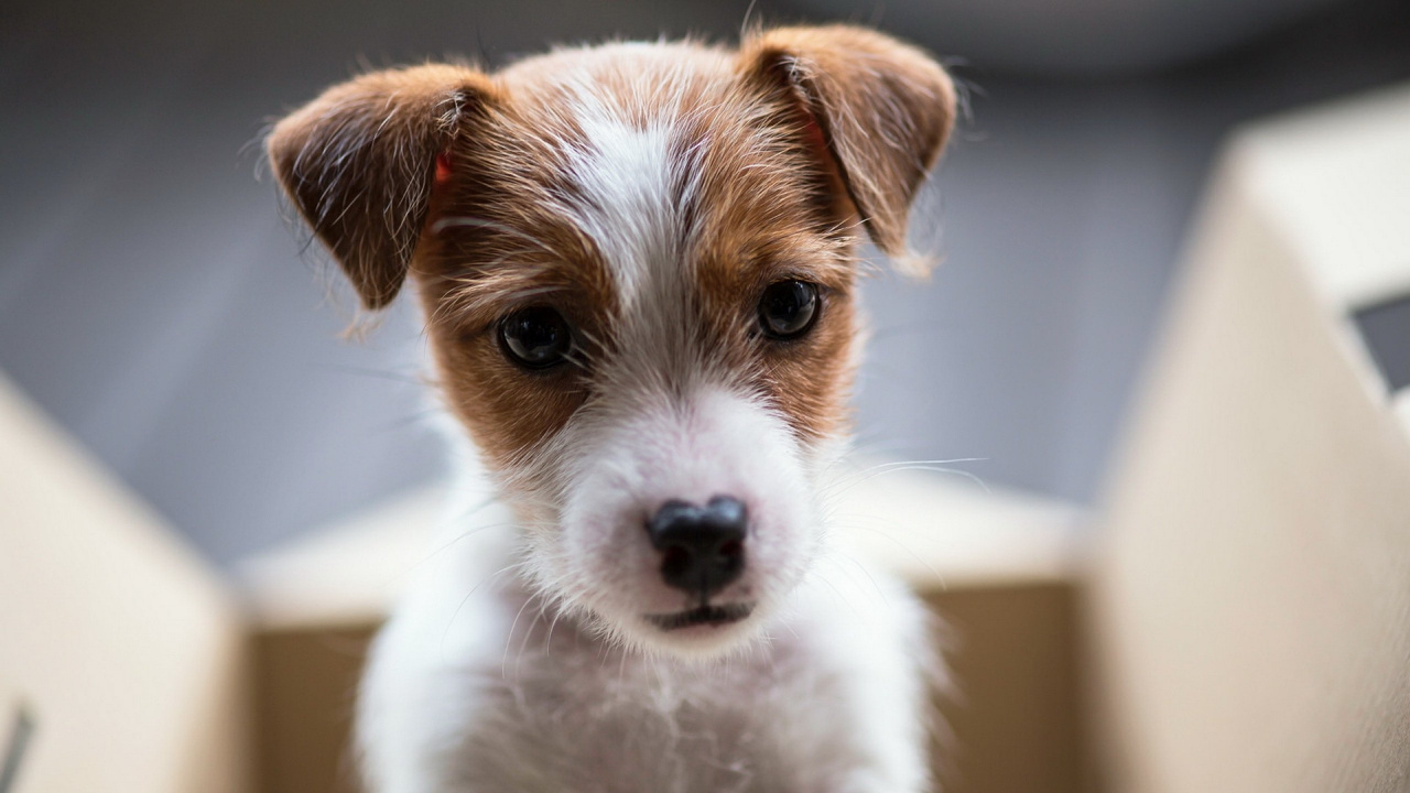 Hund, Jack-russell-terrier, Welpe, Border Collie, Terrier. Wallpaper in 1280x720 Resolution