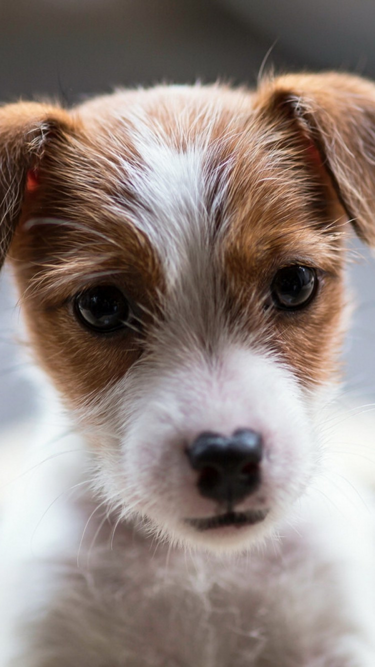 Dog, Jack Russell Terrier, Puppy, Border Collie, Terrier. Wallpaper in 750x1334 Resolution