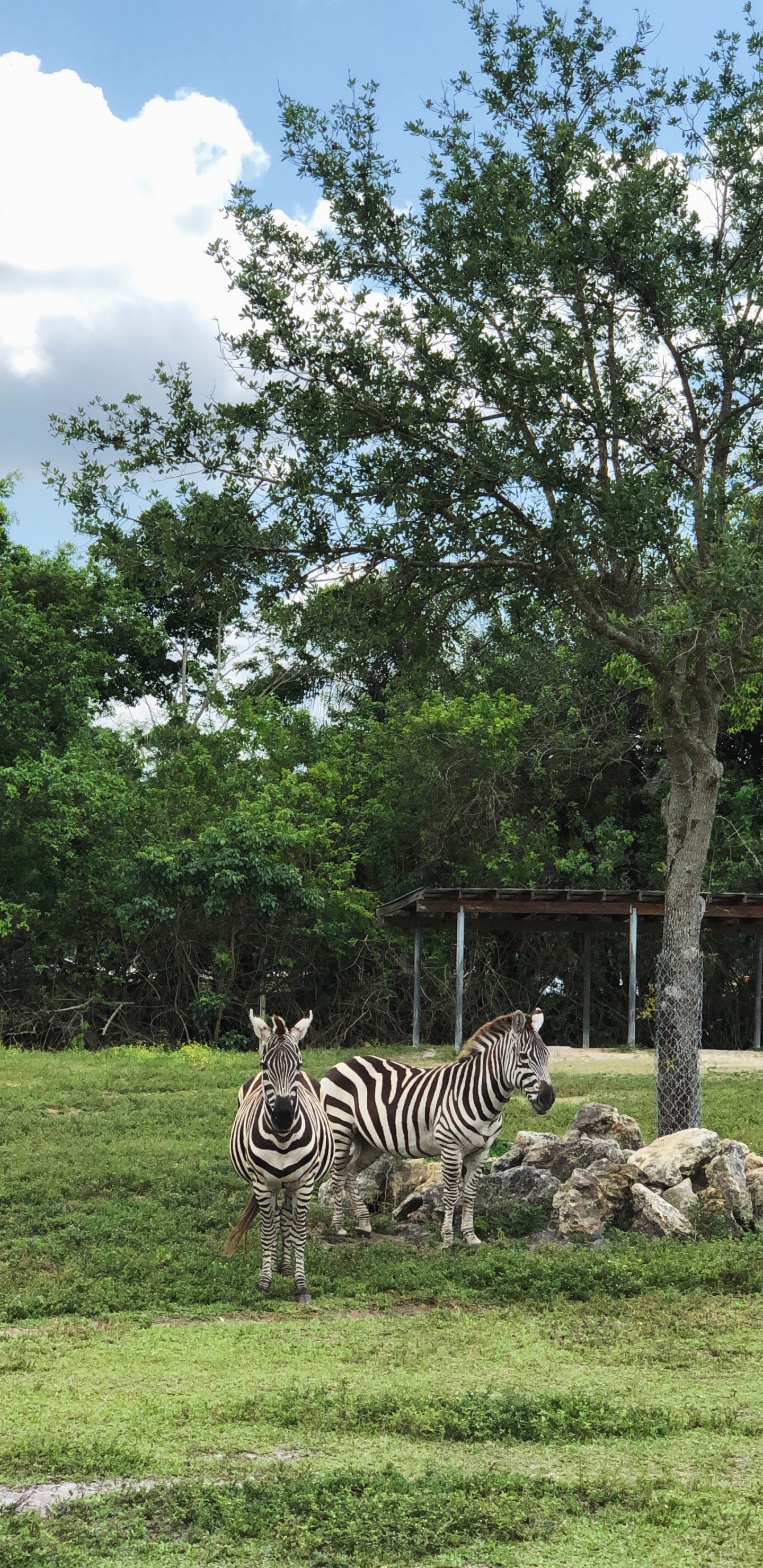 Grünland, Pflanzen-Gemeinschaft, Biologie, Wissenschaft, Zebra. Wallpaper in 1440x2960 Resolution