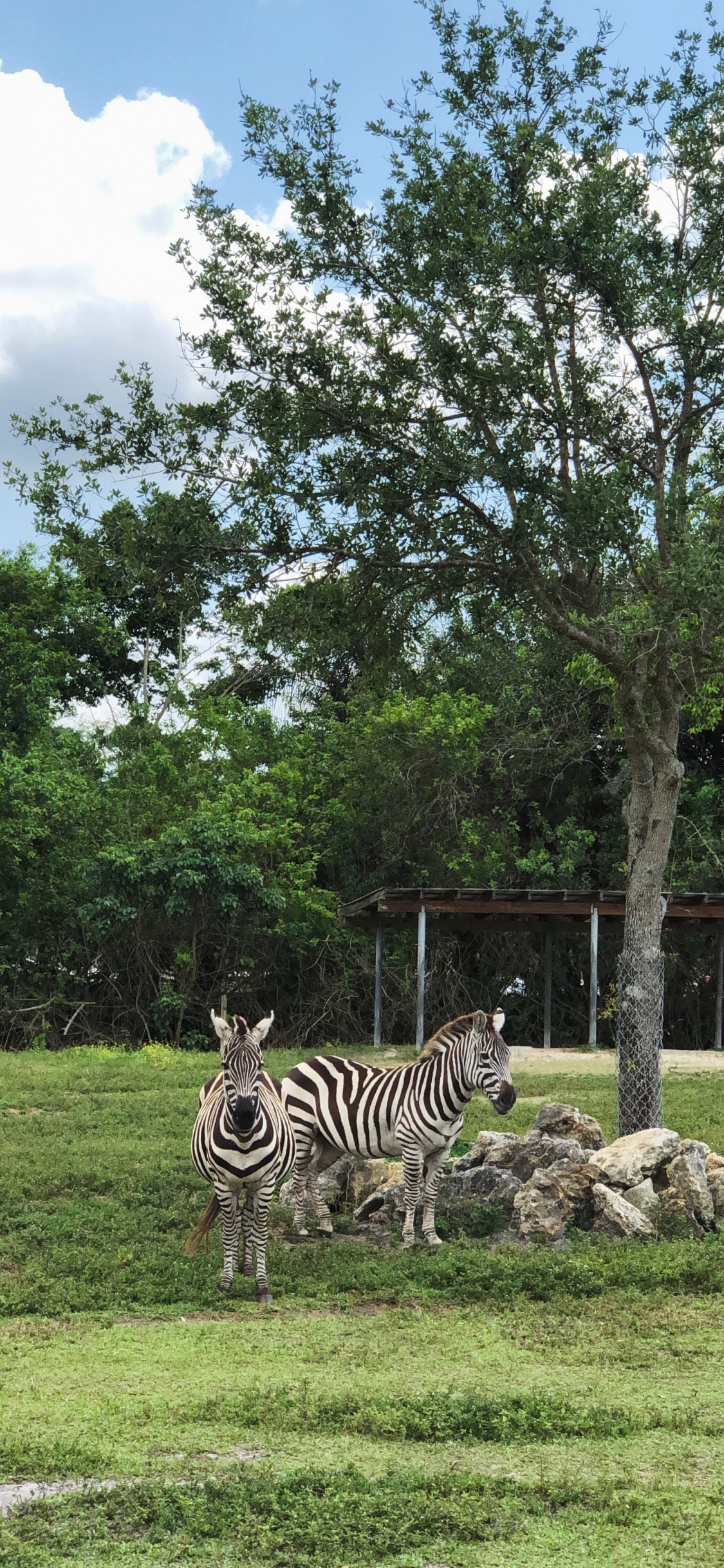 la Comunidad Vegetal, Biología, Ciencia, Zebra, Entorno Natural. Wallpaper in 1125x2436 Resolution