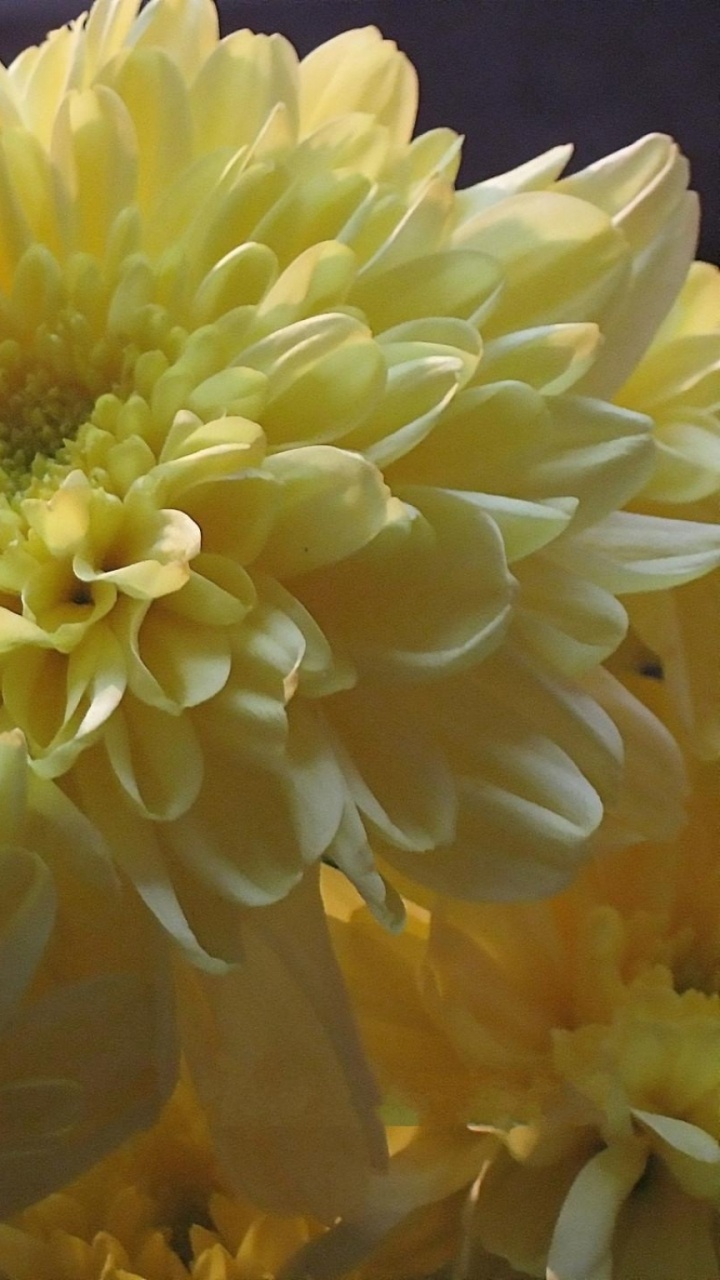 Gelbe Blume in Makrolinse. Wallpaper in 720x1280 Resolution