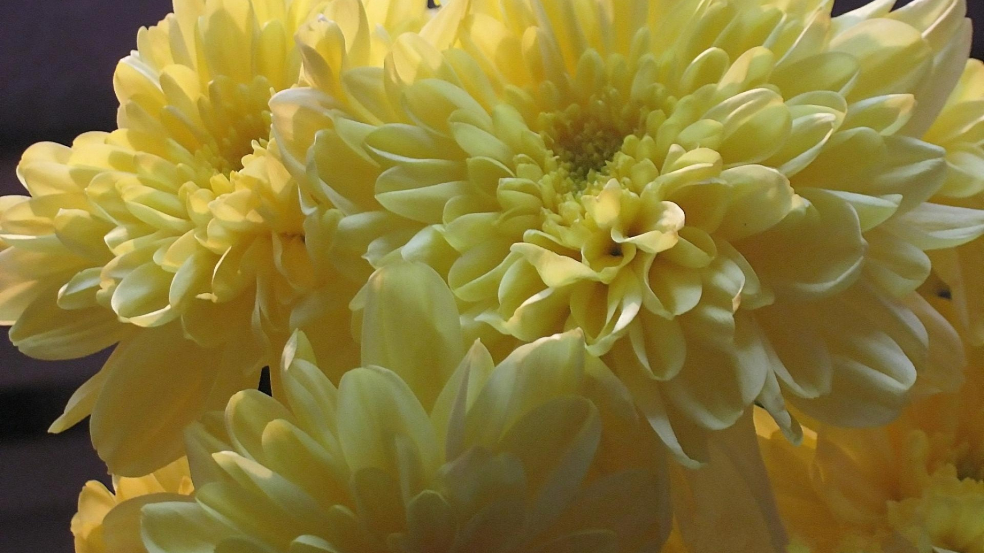 Fleur Jaune en Objectif Macro. Wallpaper in 1920x1080 Resolution
