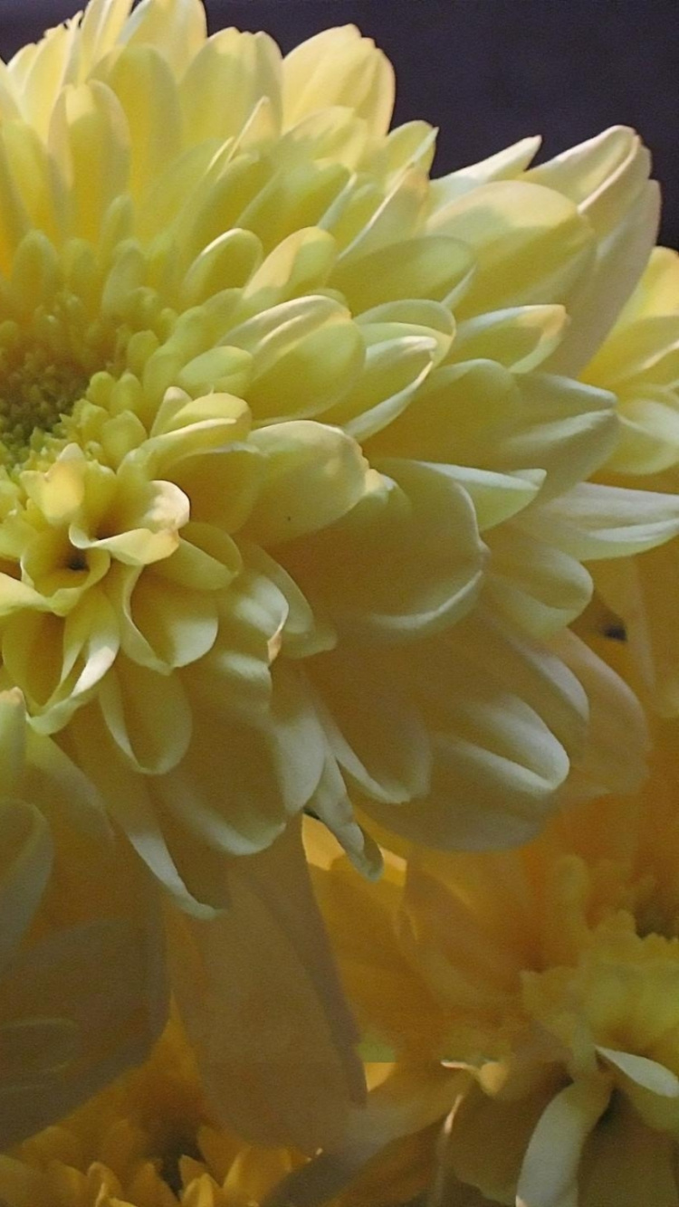 Fleur Jaune en Objectif Macro. Wallpaper in 750x1334 Resolution