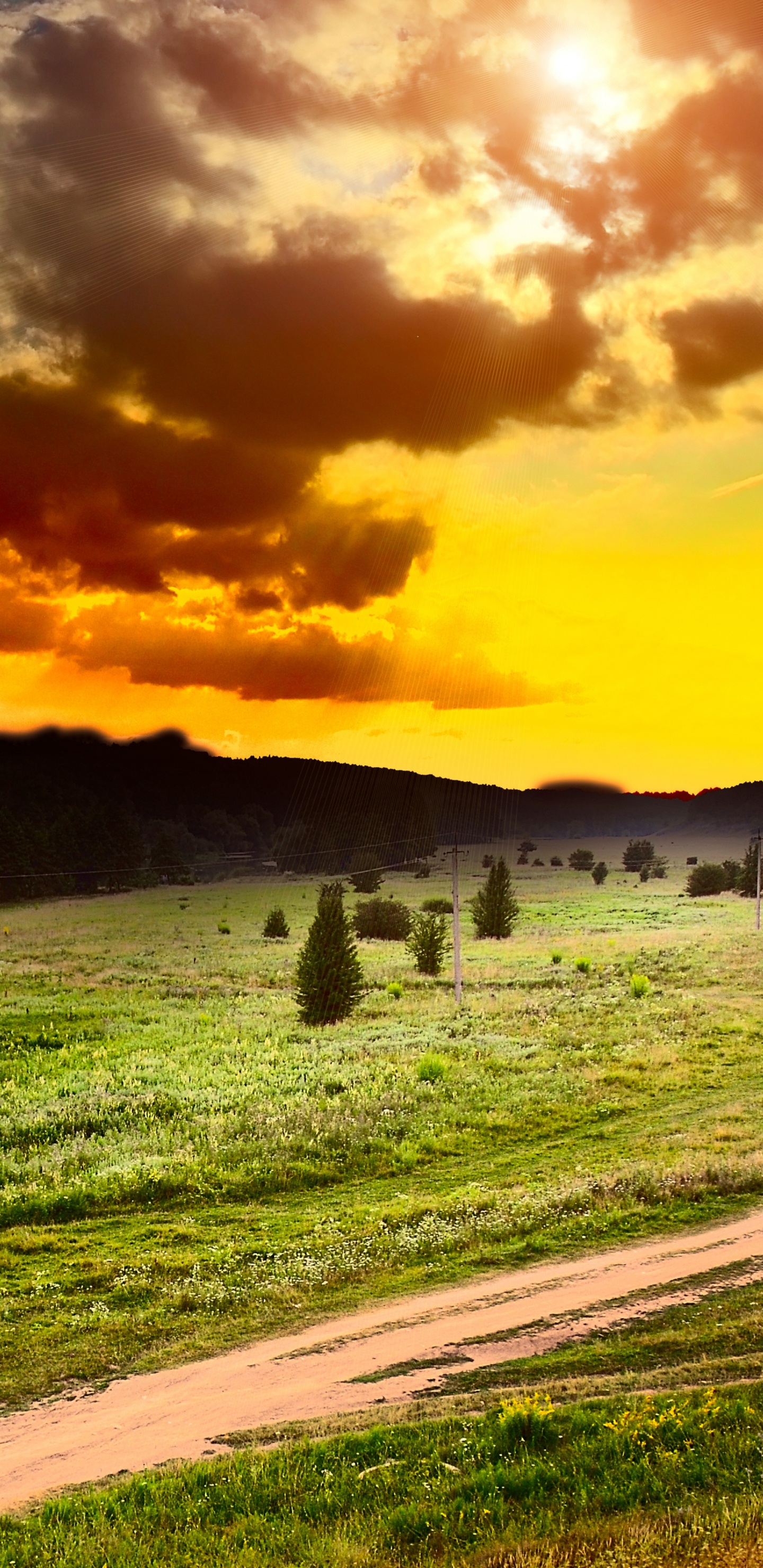 性质, 草, 阳光, 早上, 放牧 壁纸 1440x2960 允许