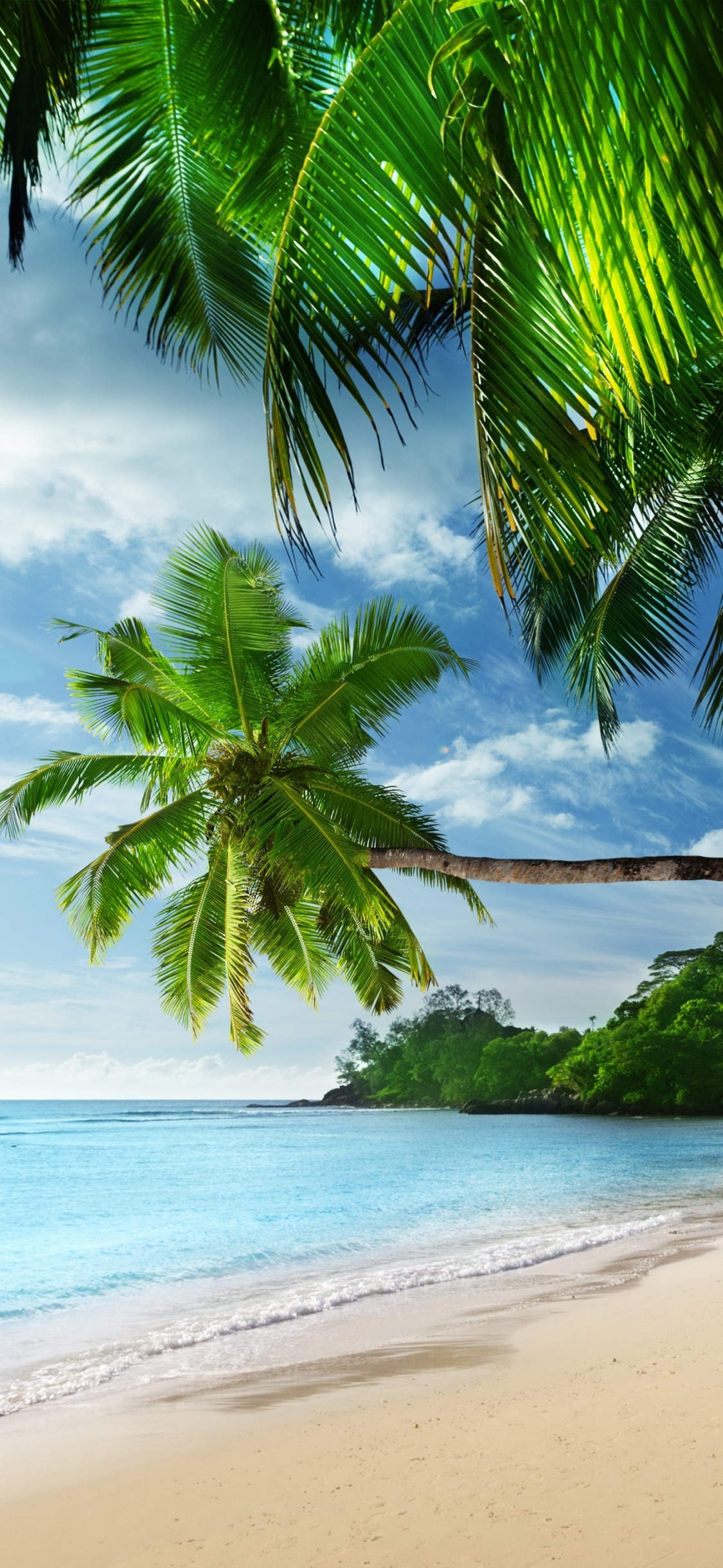 Green Palm Tree on Beach Shore During Daytime. Wallpaper in 1125x2436 Resolution