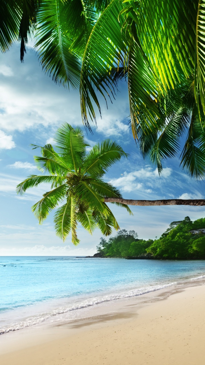 Green Palm Tree on Beach Shore During Daytime. Wallpaper in 720x1280 Resolution