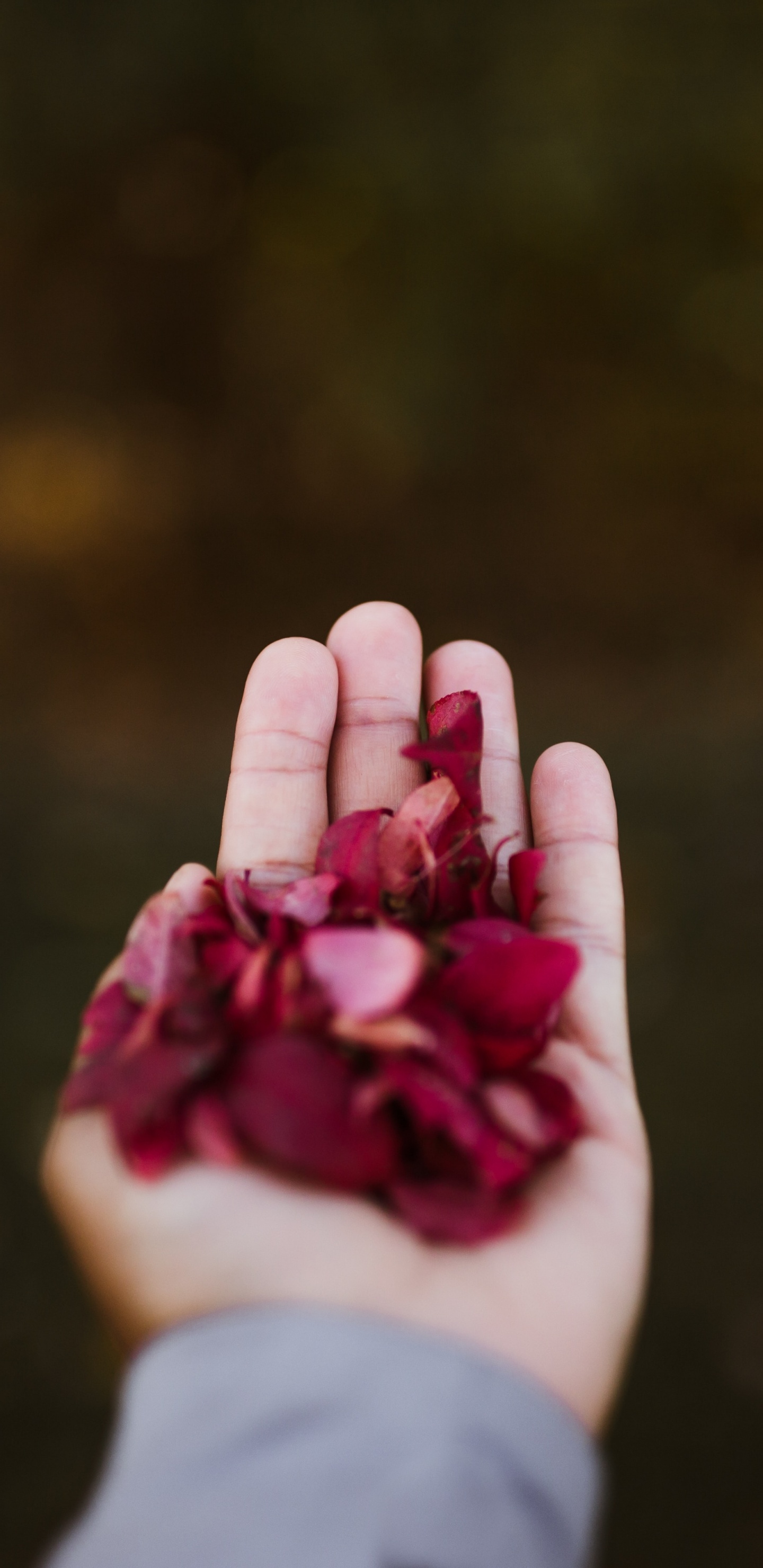 Person, Die Tagsüber Rosa Blütenblätter Hält. Wallpaper in 1440x2960 Resolution