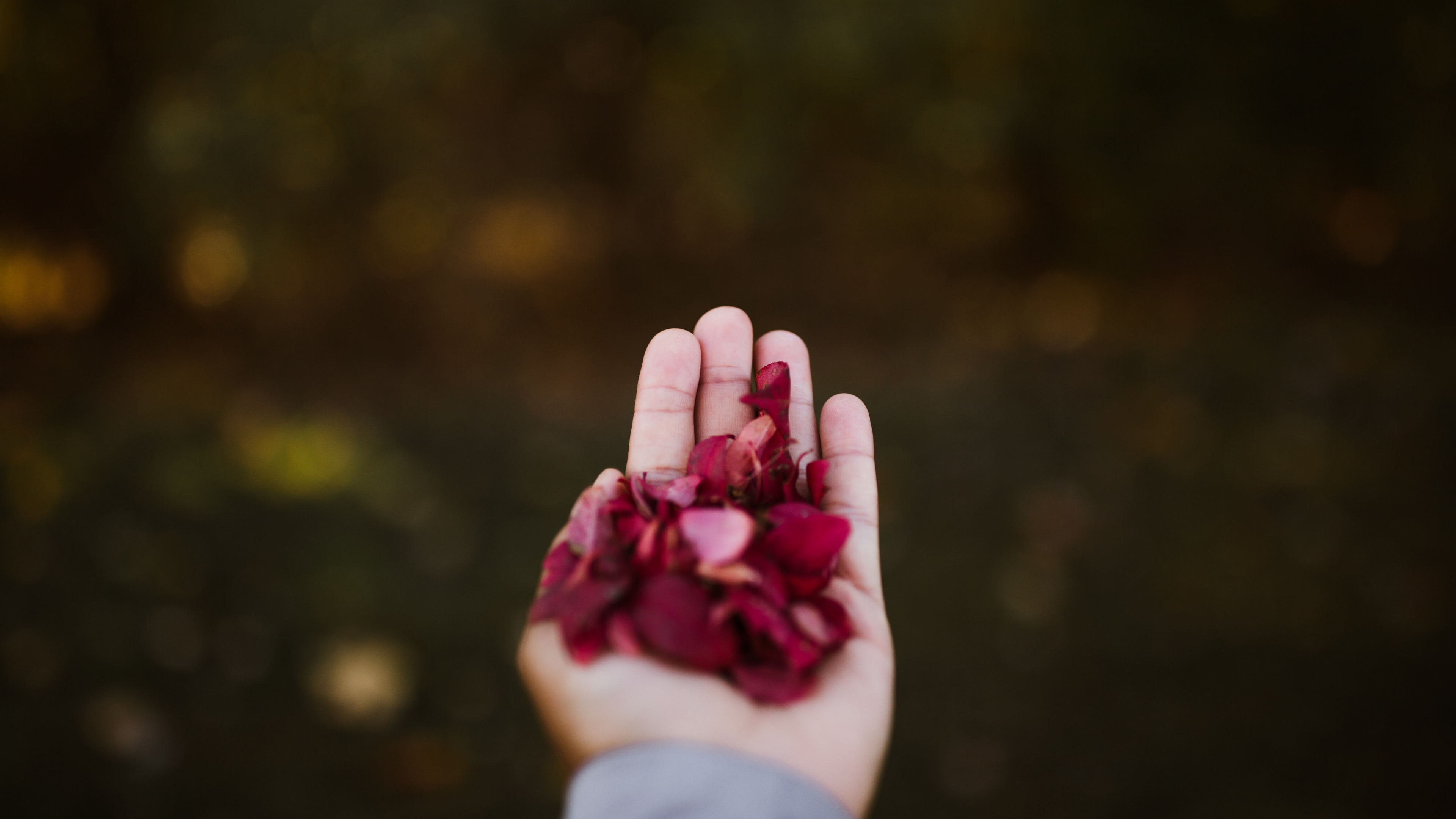 Person Holding Pink Petals During Daytime. Wallpaper in 3840x2160 Resolution