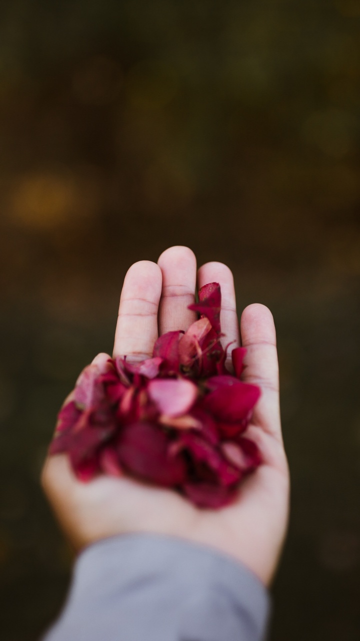 Person Holding Pink Petals During Daytime. Wallpaper in 720x1280 Resolution