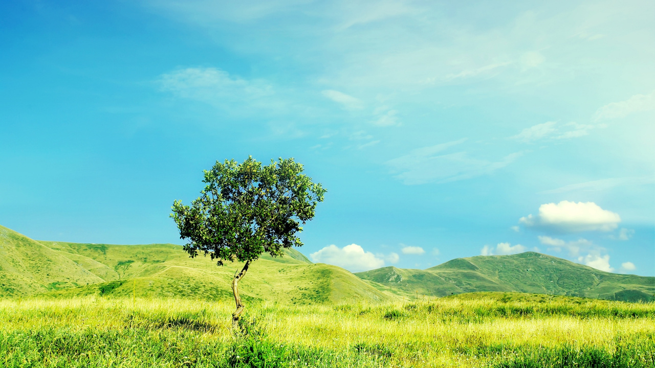 Green Grass Field With Green Tree Under Blue Sky During Daytime. Wallpaper in 1280x720 Resolution