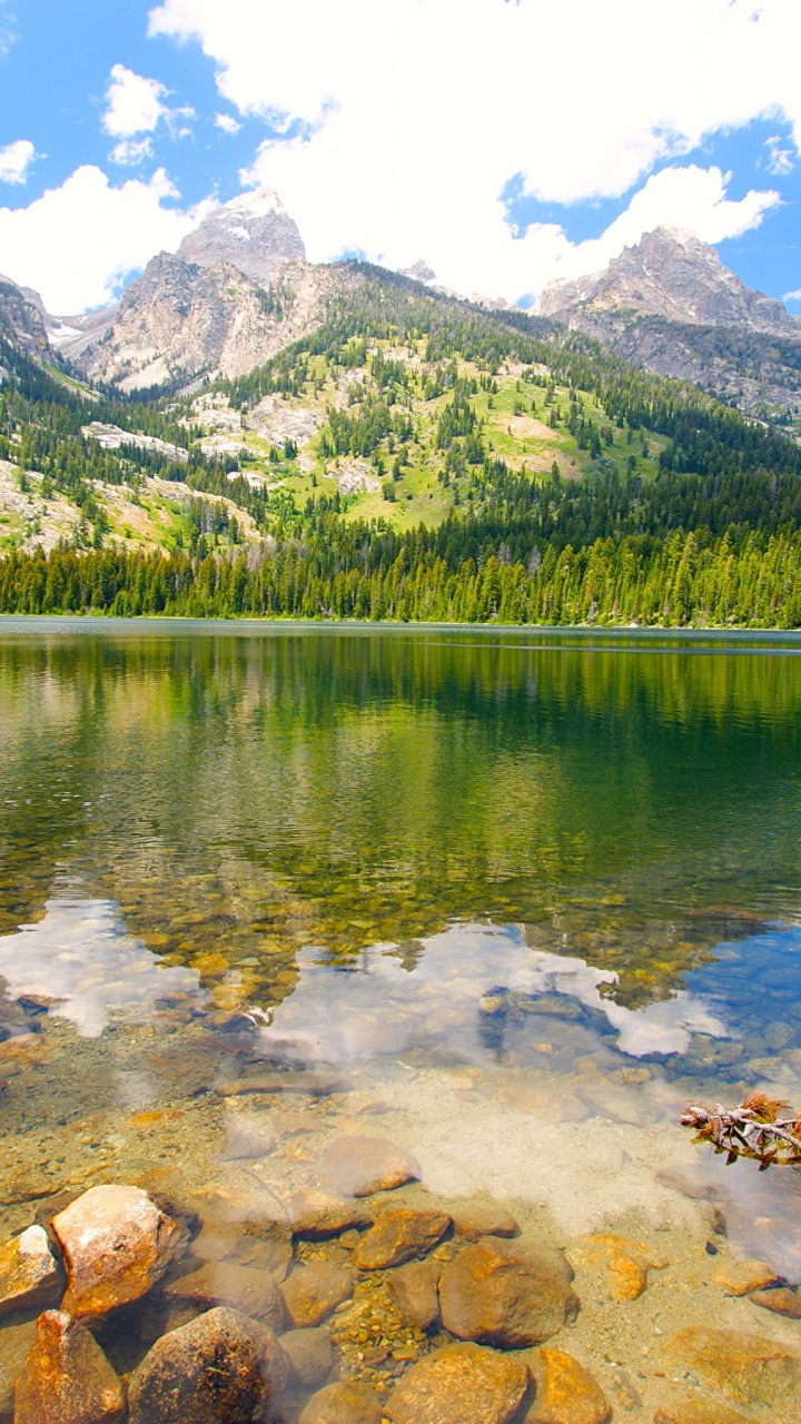 Green Trees Near Lake During Daytime. Wallpaper in 720x1280 Resolution