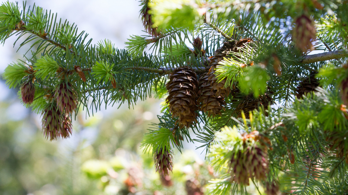 Green Pine Tree During Daytime. Wallpaper in 1366x768 Resolution