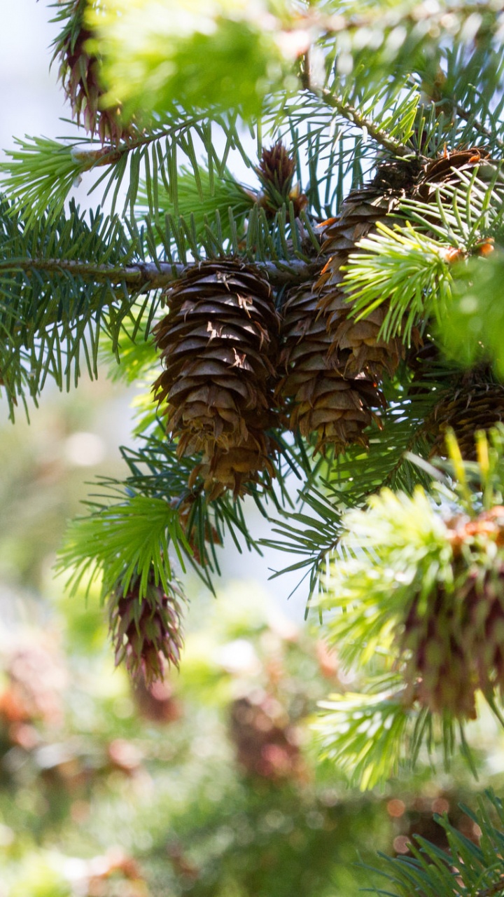 Pin Vert Pendant la Journée. Wallpaper in 720x1280 Resolution