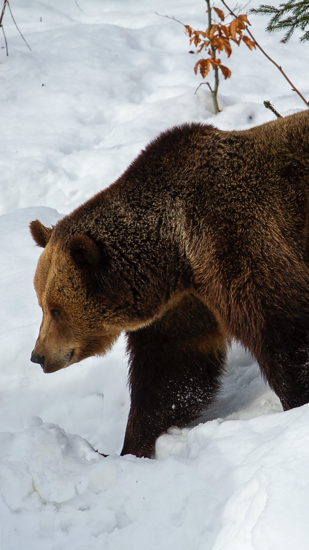 Brown Bear, Bears, Grizzly Bear, Kodiak Bear, Snow. Wallpaper in 1080x1920 Resolution