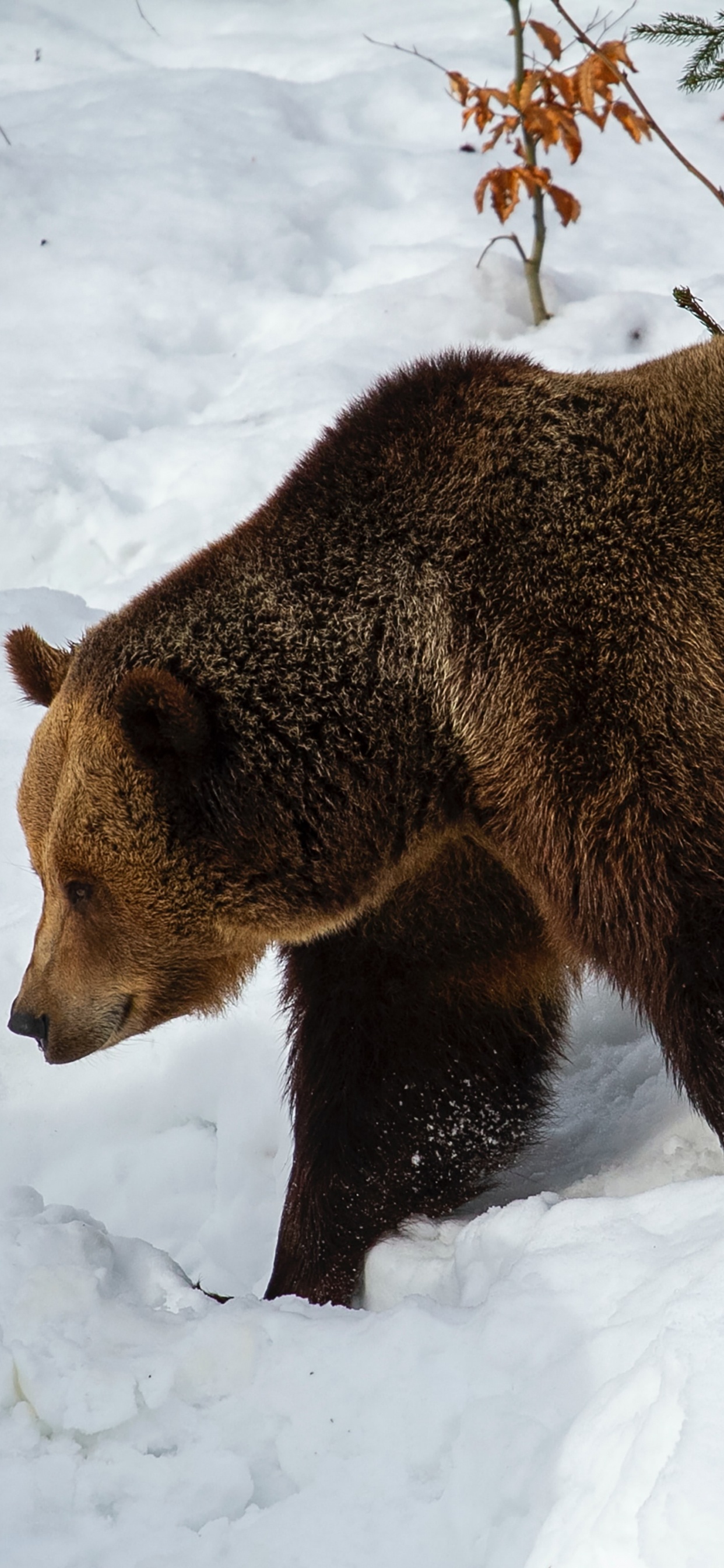 Brown Bear, Bears, Grizzly Bear, Kodiak Bear, Snow. Wallpaper in 1242x2688 Resolution
