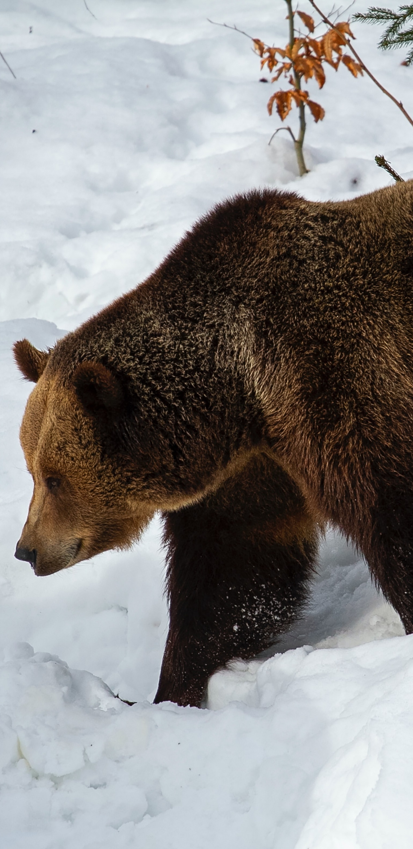 Oso Pardo, Grizzly Bear, Oso Kodiak, Nieve, Carnívoro. Wallpaper in 1440x2960 Resolution
