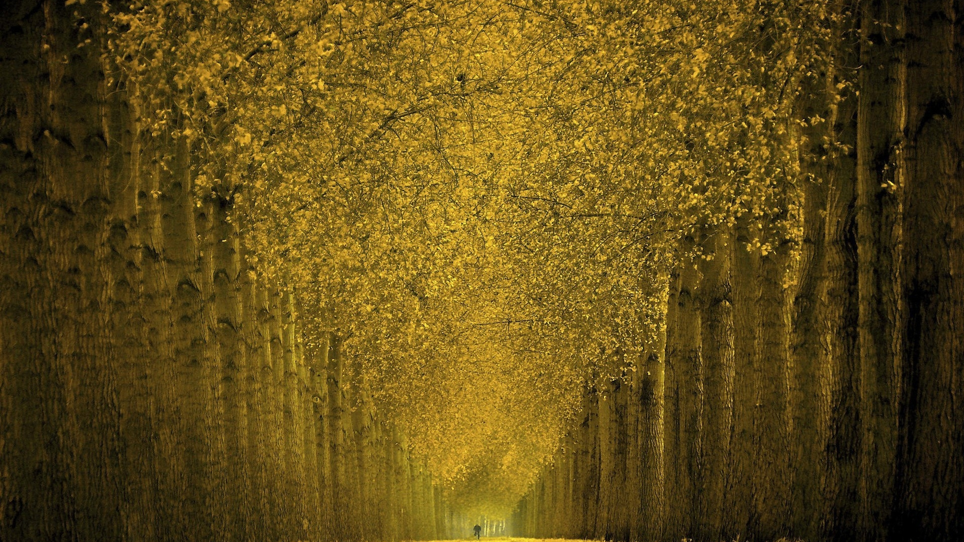 Gelbe Blattbäume Tagsüber. Wallpaper in 1920x1080 Resolution