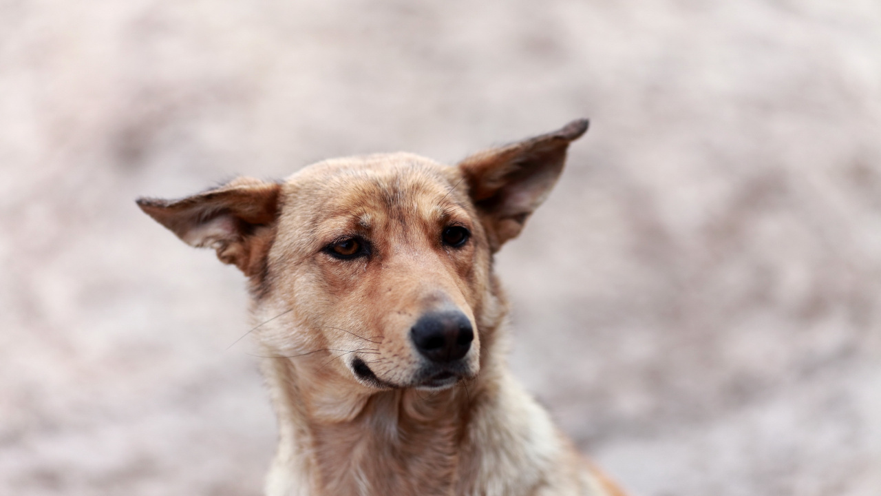 小狗, 品种的狗, 街头的狗, 圣伯纳德, 迦南的狗 壁纸 1280x720 允许