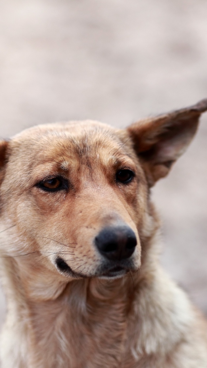小狗, 品种的狗, 街头的狗, 圣伯纳德, 迦南的狗 壁纸 720x1280 允许